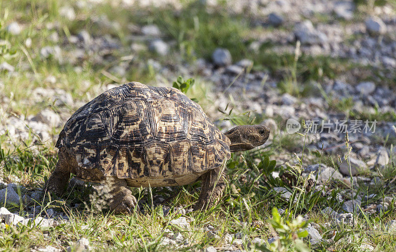 豹龟，stimochelys pardalis, Etosha NP，纳米比亚，非洲